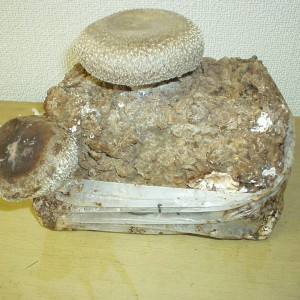 shiitake00